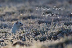 Hermine-2011-d-c.-27-63.jpg