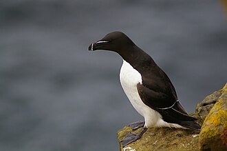 Alca_torda_Caithness,_Scotland.jpg
